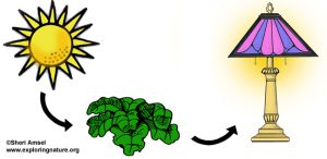 تولید برق از اسفناج-این سلول به همراه غشاهای گیاهی، نور خورشید را جذب و به جریانی از الکترون تبدیل می‌کنند. محققان برای استفاده از فتوسنتز 